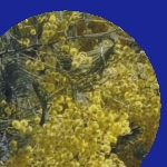 bleu mimosa (eau comme ressource)