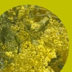jaune mimosa (ensemble piscopal)