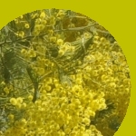 Jaune mimosa (ensemble piscopal)